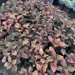Perrenials Plant