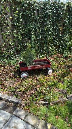 Cypress On Radio Flyer