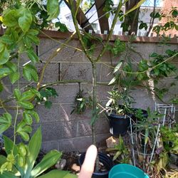 Plumeria tree in the pot