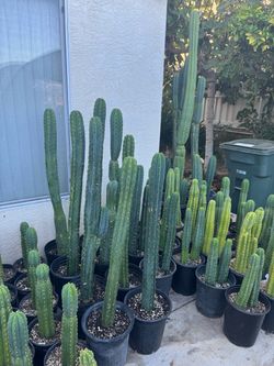 San Pedro cactus