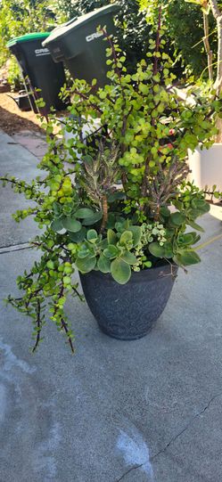 Plumeria, ponytail palm, succulent, potted plants