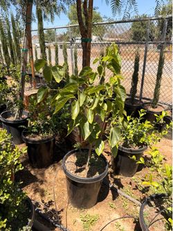 Pakistan mulberry 15 gal