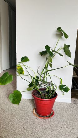 Monstera Plant