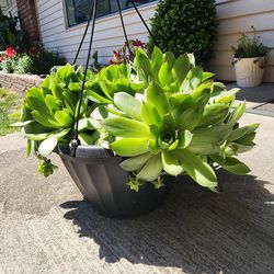 Huge Hens & Chicks Succulents In Hanging Planter 