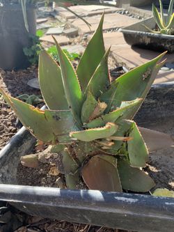 Aloe Plant