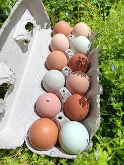 Chicken Eggs