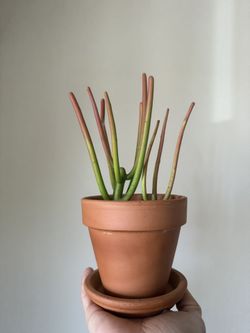 Potted Succulent w Tray    