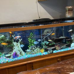 52 Gallon Tank With Fish And Equipment 