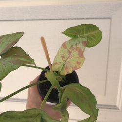 Confetti Splash Syngonium Plant