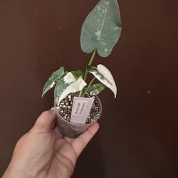 3” Rare Variegated Alocasia Okinawa Silver