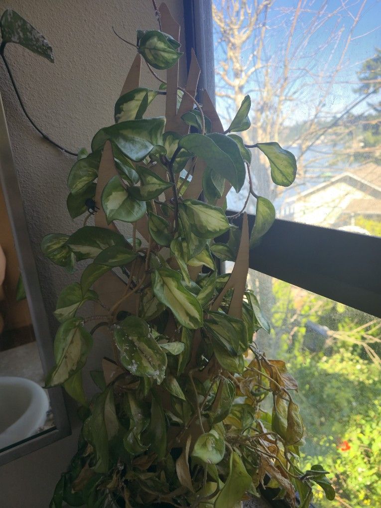 Free Pots And Hoyas Plant