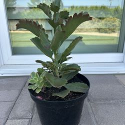 Succulent (Kalanchoe daigremontiana)