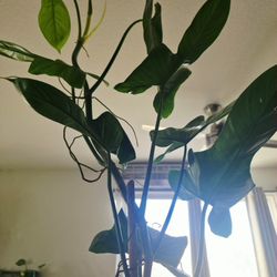 Philodendron Billietae 