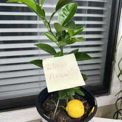 Lemon Plant / Limon Amarillo 