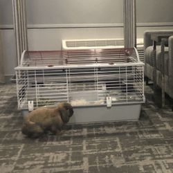 Large Cage For Bunnies/Guinea Pigs/Chinchillas
