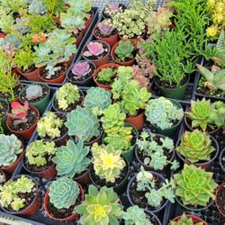 4" Succulent For Only $2.50