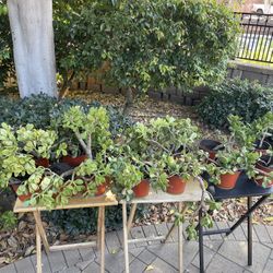 ‼️🪴EVERYTHING MUST GO PLANTS SALE! ‼️🪴