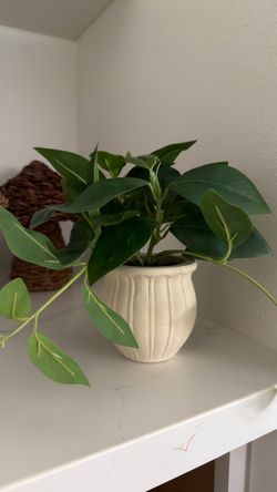 Potted Trailing Philodendron Plant