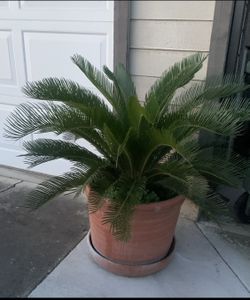 Sago Palm With Big Pot