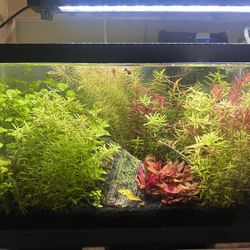 10 gallon planted aquarium 