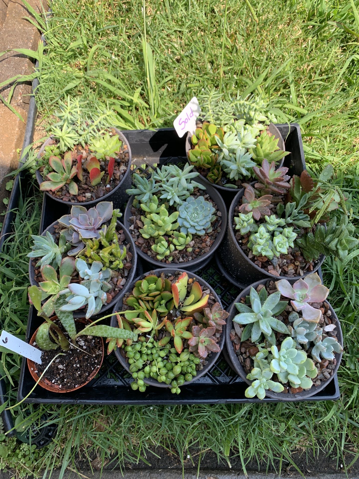 Succulent arrangements