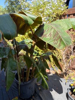 Banana trees
