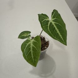 🌱 Syngonium Batik