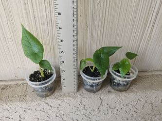Alocasia Scalprum Plants