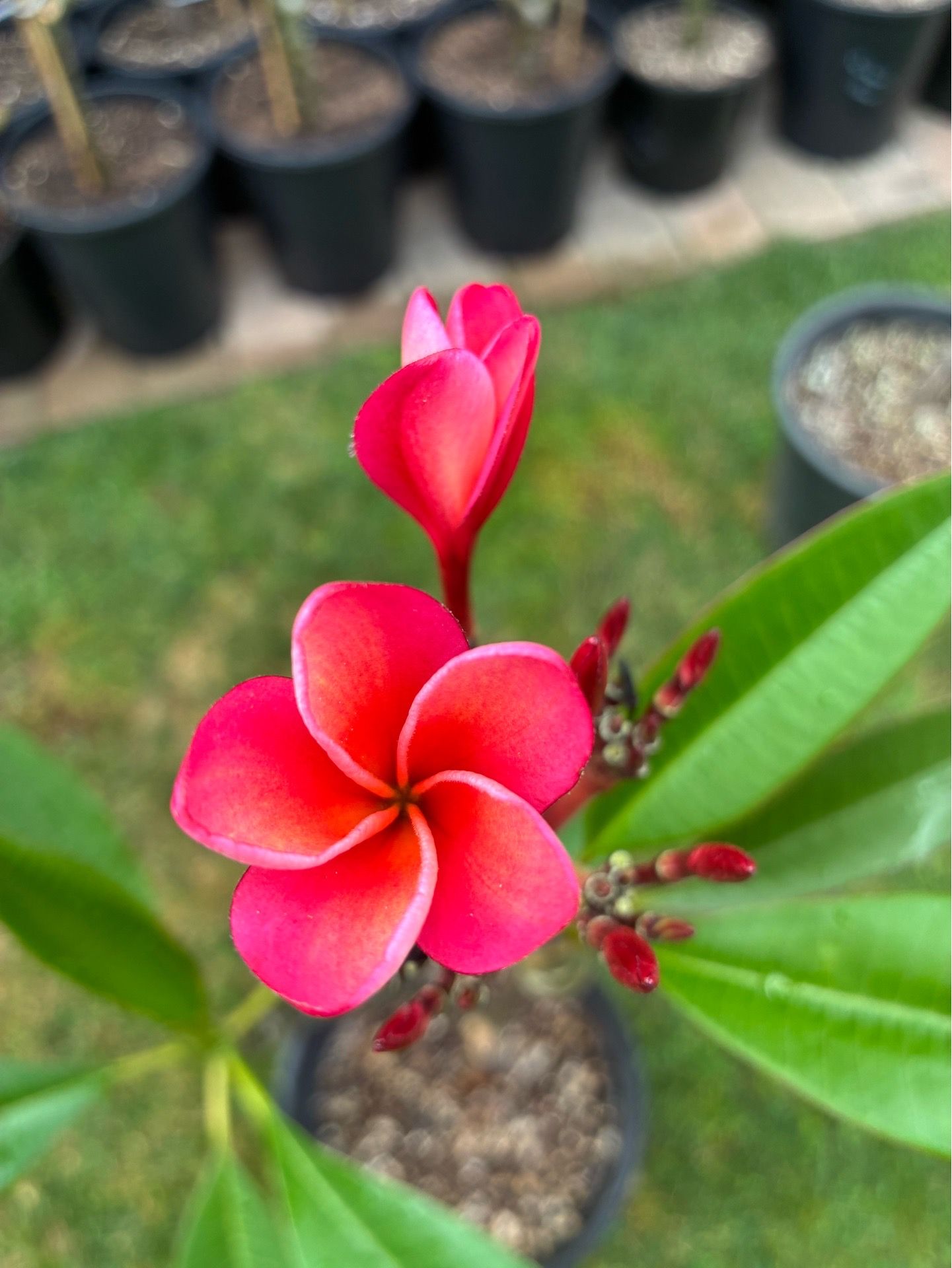 Beautiful Blooming Plumeria