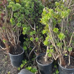 Aeonium