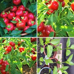 Sweet Cherry Pepper Plants 