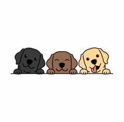 Labradors Puppy kennel