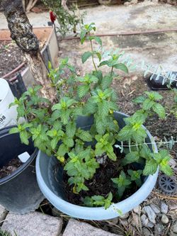 Mint plant