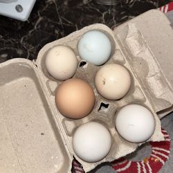 Fresh eggs