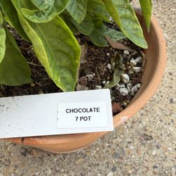 Chocolate 7 Pot Pepper Plant 