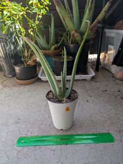 Aloe Plant 4