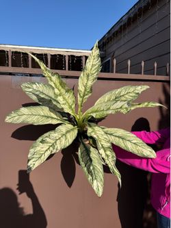 8” xxl variegated sensation plant