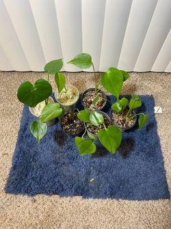 Monstera