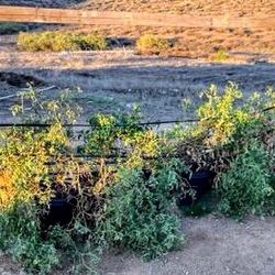 Tomato Plants https://offerup.com/redirect/?o=MjAuR2Fs