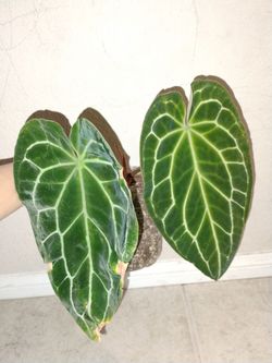 Anthurium Crystallinum