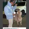 The Hollywood Goat