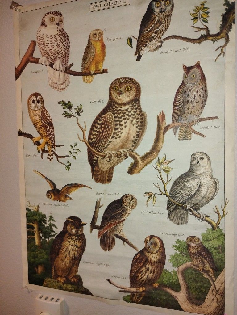 Vintage Owl Poster
