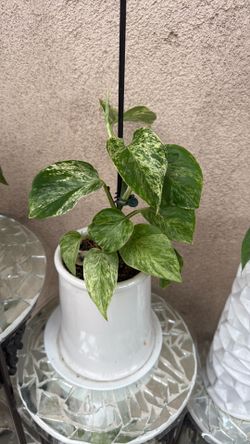 Plant