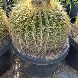 Golden Barrel Cactus