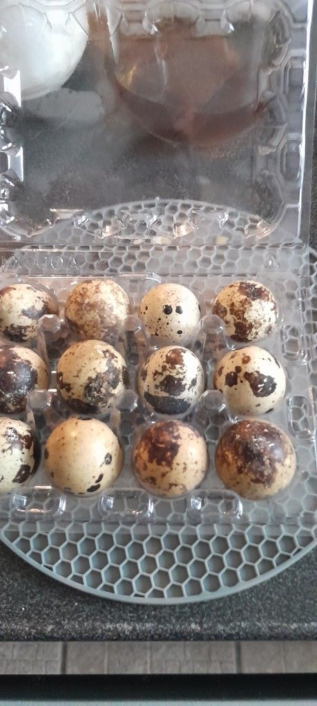 Quail Eggs