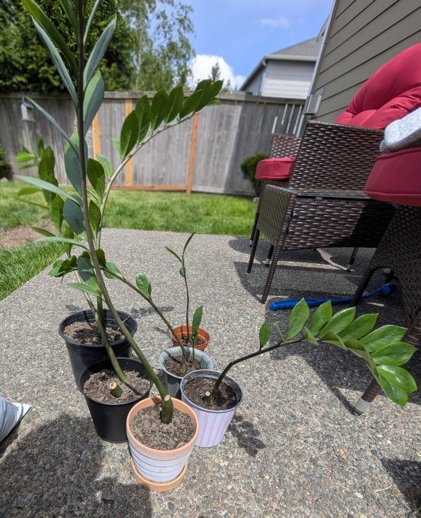 House Plant - ZZ Plant