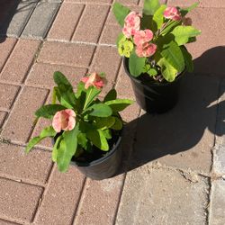 Coronas De Cristo $18.00Y Las Granes $25.00 Son Flor Grande 