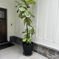 And Fiddle Leaf Fig