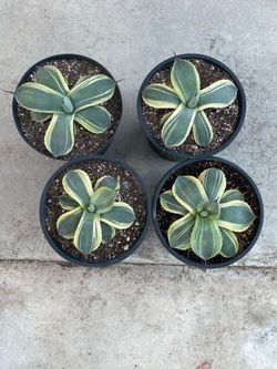 Artichoke Agave, varigated Parryi truncata