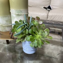 Succulent Plant - Stone Rose  - Gift